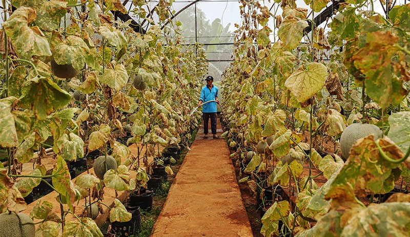 Melihat Budi Daya Melon di Argu Edu Wisata Cilangkap - Bagian 3