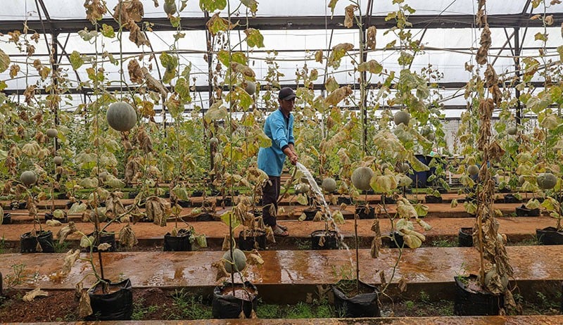 Melihat Budi Daya Melon di Argu Edu Wisata Cilangkap - Bagian 2