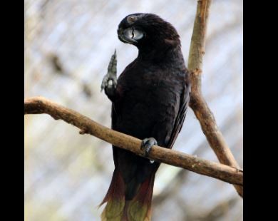 Nuri Hitam Endemik Maluku Terancam Punah akibat Terus Diburu, Ini Langkah BKSDA 