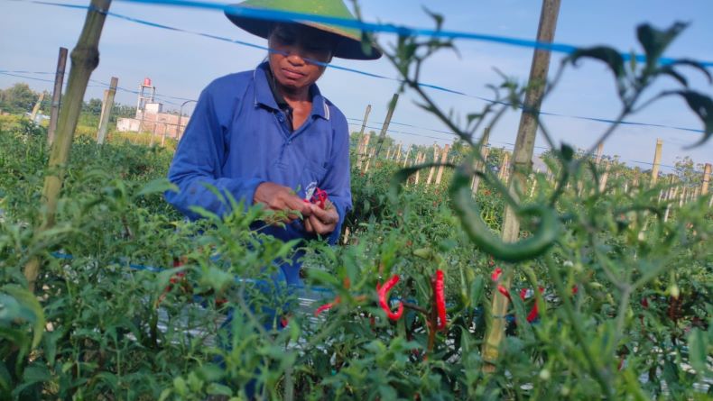 Kenaikan Harga Cabai, Petani di Blora Bisa Nikmati Keuntungan 