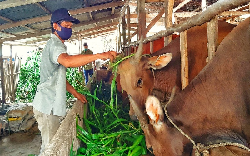 Peternak Rugi Besar, Belasan Sapi di Lahat Mati Terserang Virus Jembrana