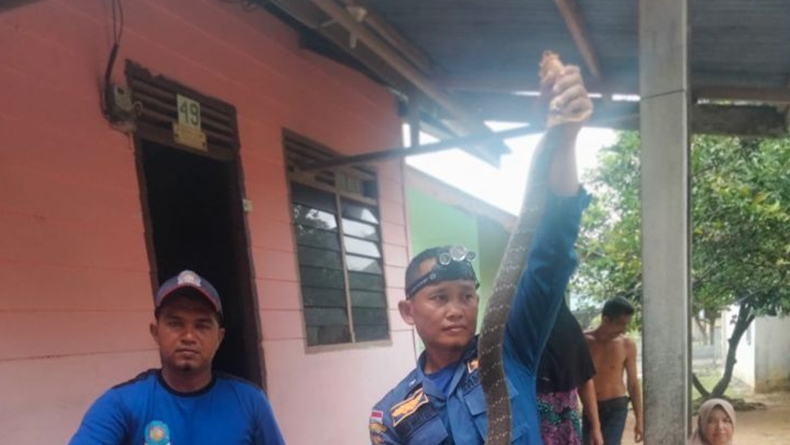  Asyik Masak di Dapur, Ibu di Aceh Kaget Temukan Ular King Kobra 3 Meter