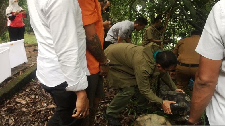 BKSDA Lepaskan Kura-Kura Kaki Gajah dan Trenggiling ke Hutan Raya