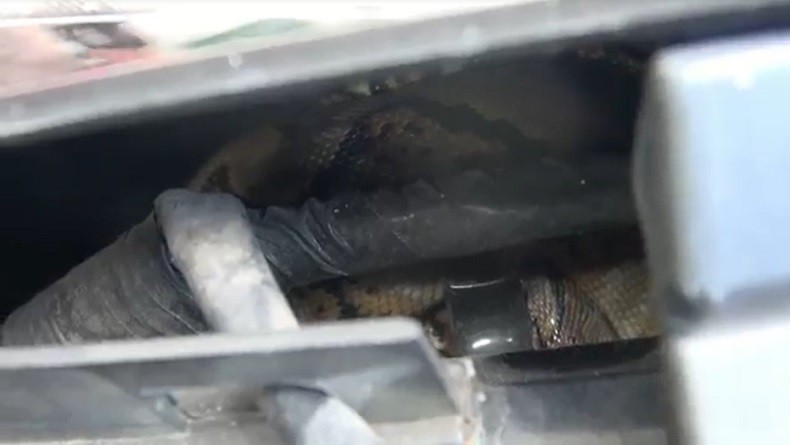 Cek Bensin Sebelum ke Kampus, Mahasiswi Terkejut Lihat Ular Bersembunyi di Bagasi Motor