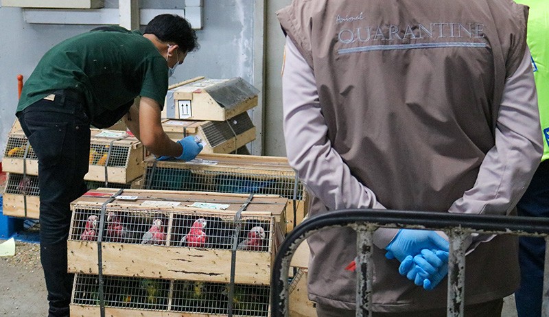 Afrika Selatan Dilanda Flu Burung Ganas, Ribuan Unggas Ditolak Masuk Indonesia - Bagian 1