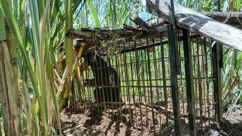 Petani di Muarojambi Diterkam Beruang saat Sadap Karet, Wajah Penuh Luka