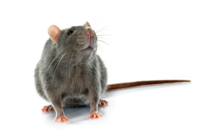 Cara mengusir tikus yang membandel