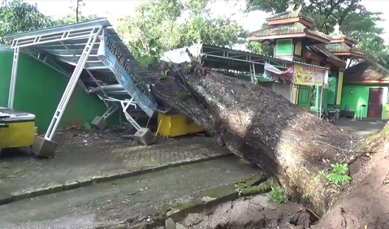 Pohon Tumbang Timpa Rumah di Ponorogo, 5 Penghuni Terjebak termasuk Bayi 2 Bulan