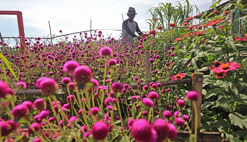 Budi Daya Bunga Kenikir, Tanaman Pengendali Hama Kurangi Risiko Gagal Panen - Bagian 1