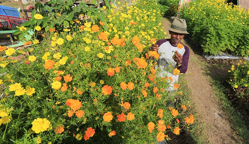 Budi Daya Bunga Kenikir, Tanaman Pengendali Hama Kurangi Risiko Gagal Panen - Bagian 2