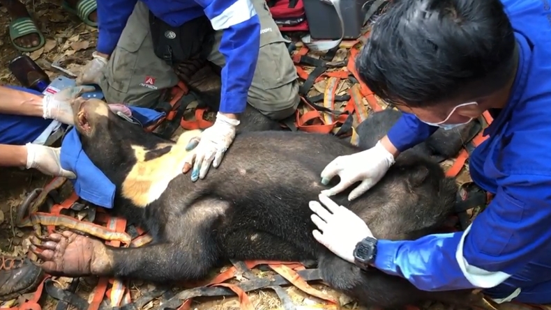 Kasihan, Beruang Madu di Aceh Terluka Usai Terperangkap Jerat Babi Hutan