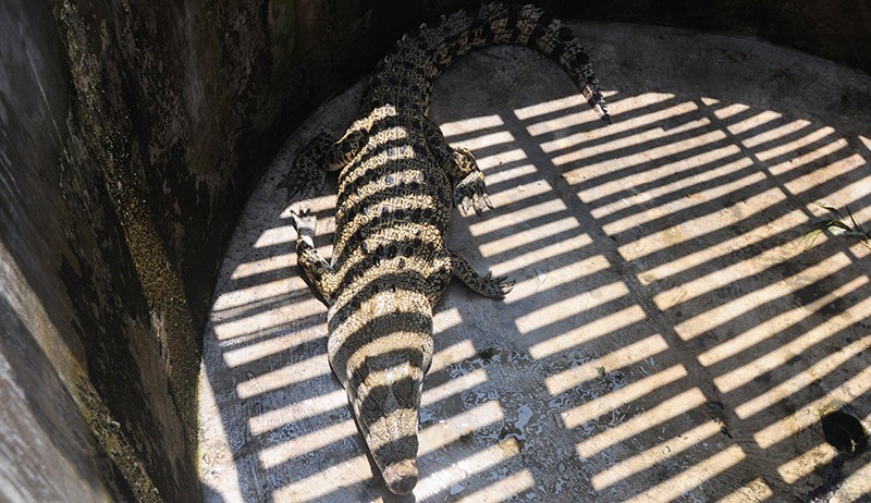 Buaya Panjang 2 Meter Peliharaan Warga Klaten Lepas ke Sawah - Bagian 2