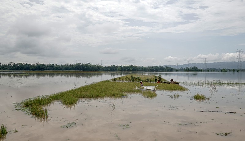 Petani Gagal Panen akibat Ratusan Hektare Padi Rusak Terendam Banjir - Bagian 2
