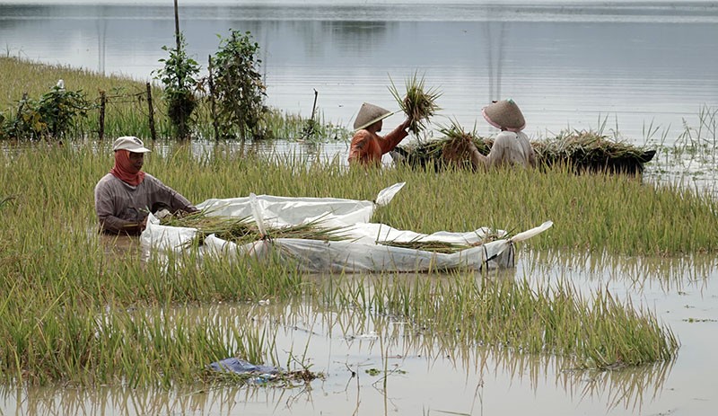 Petani Gagal Panen akibat Ratusan Hektare Padi Rusak Terendam Banjir - Bagian 1