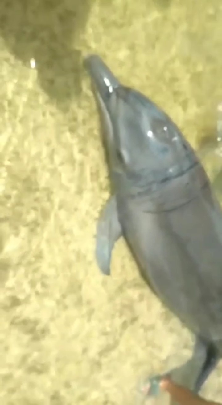 Lumba-lumba Ditemukan Mati Terlilit Senar Pancing di Tanjung Setia Pesisir Barat