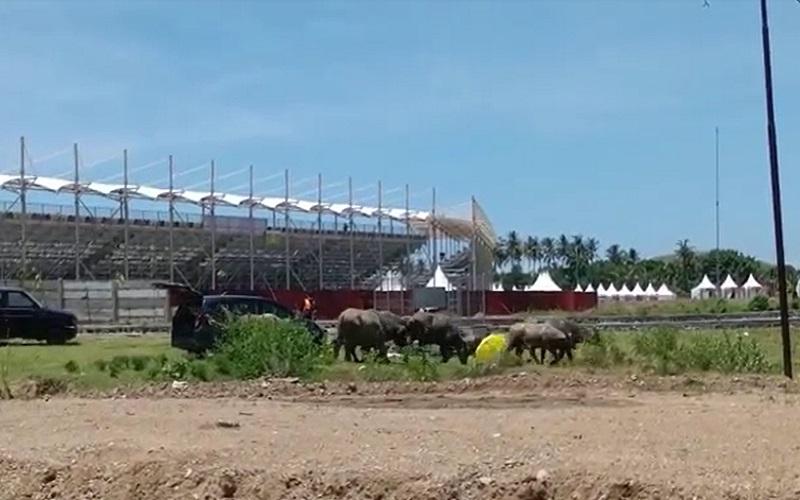 title Pemandangan Unik di Area Sirkuit Mandalika, Ada Gerombolan Kerbau Makan Rumput Pemandangan Unik di Area Sirkuit Mandalika, Ada Gerombolan Kerbau Makan Rumput