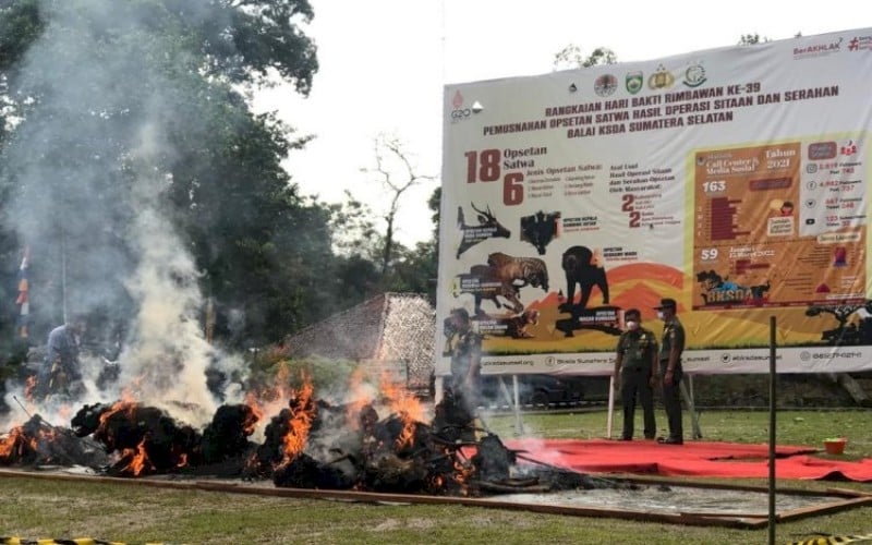 title BKSDA Sumsel Bakar 18 Satwa Dilindungi yang Diawetkan, Harimau hingga Beruang BKSDA Sumsel Bakar 18 Satwa Dilindungi yang Diawetkan, Harimau hingga Beruang