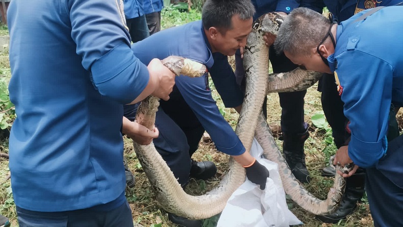 title 2 Ular Sanca Kembang Dievakuasi Petugas Damkar di Parongpong dan Ngamprah KBB 2 Ular Sanca Kembang Dievakuasi Petugas Damkar di Parongpong dan Ngamprah KBB