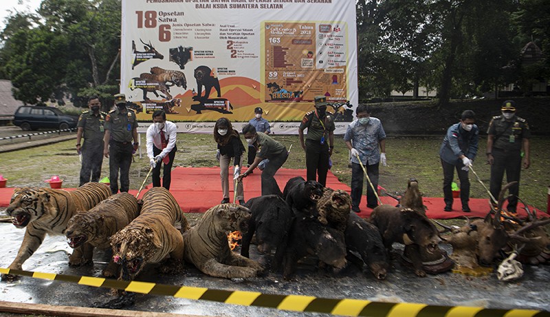 Penampakan Offset Harimau-Macan Dilindungi Dibakar BKSDA Sumsel - Bagian 5