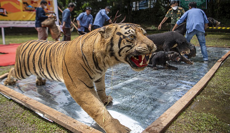 Penampakan Offset Harimau-Macan Dilindungi Dibakar BKSDA Sumsel - Bagian 4
