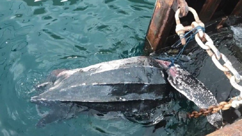 Mengenaskan, Satwa Dilindungi Penyu Belimbing Mati Tertabrak Kapal di Pelabuhan Ambon