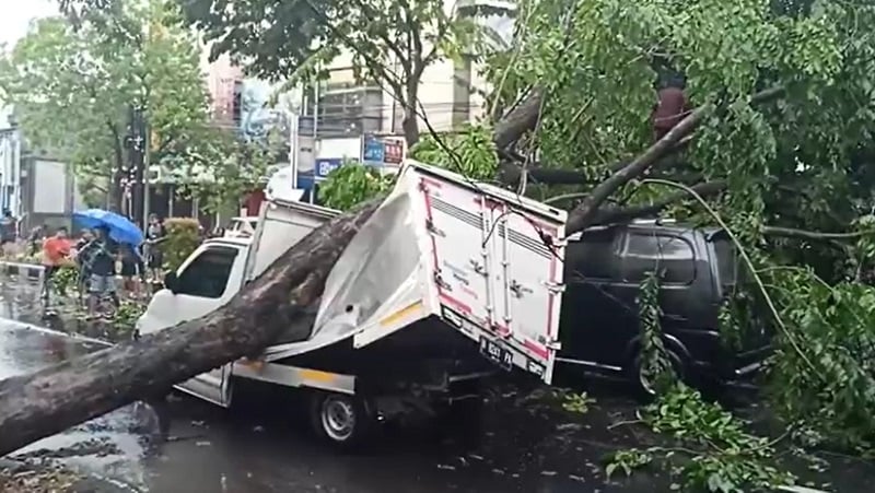 Pohon Tumbang Timpa 3 Mobil di Sidoarjo, 1 Penumpang Dilarikan ke Rumah Sakit 
