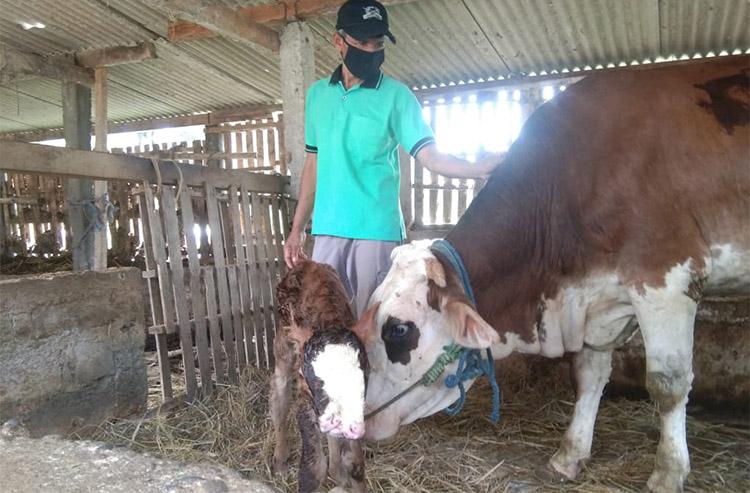 Sapi Aneh Lahir di Kulonprogo, Hidungnya Bercabang 2 dengan 4 Lubang