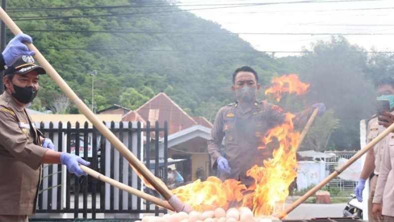 Karantina Pertanian Gorontalo Musnahkan Telur Tetas Ayam Kampung dari Jember
