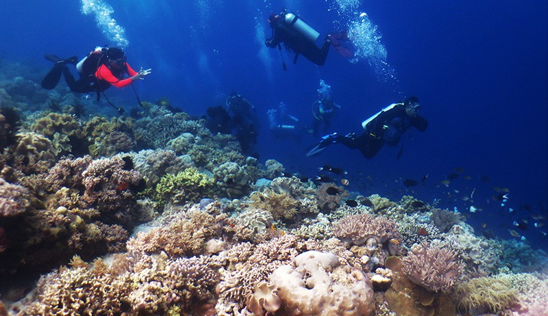 Indahnya Wisata Bawah Laut Wakatobi Memiliki 750 Spesies Terumbu Karang - Bagian 3