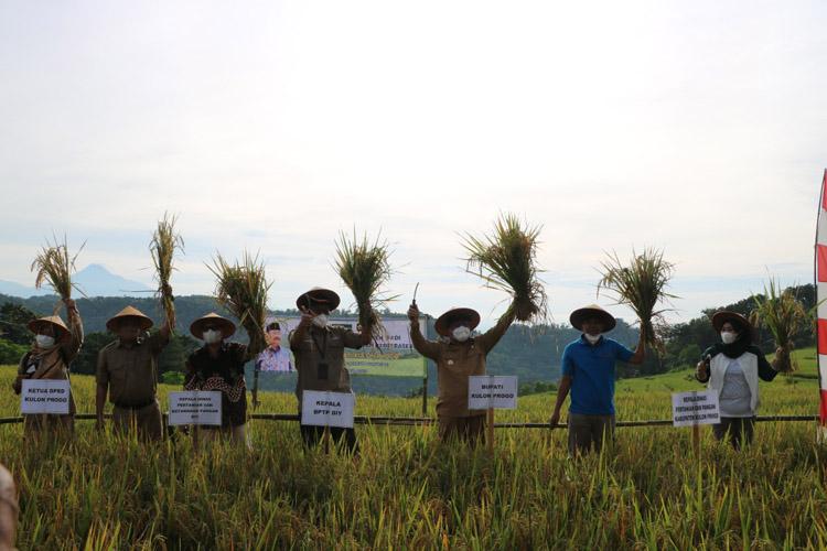 Subur, Sawah Tadah Hujan di Kulonprogo Hasilkan 9,8 Ton Gabah Kering Giling per Hektare