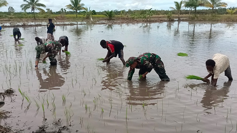 Momen Satgas Yonif 315 Garuda dan Petani Tanam Padi di Distrik Kimaam Papua