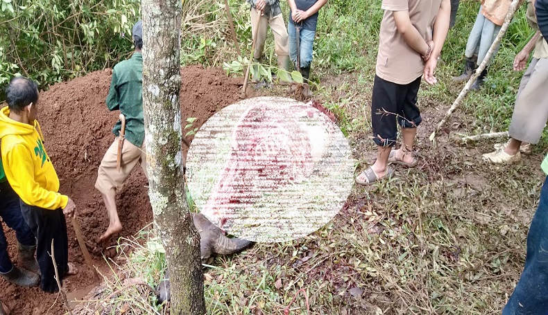 title Curi Kerbau Modus Potong di Tempat Marak di Garut, Kepala dan Tulang Ditinggal Curi Kerbau Modus Potong di Tempat Marak di Garut, Kepala dan Tulang Ditinggal