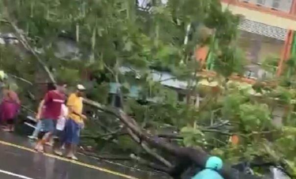 4 Pemotor di Ambon Luka-Luka Tertimpa Pohon Tumbang saat Terjadi Hujan Deras