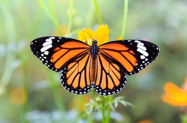 Inilah 7 Mitos Kupu-kupu Masuk Kamar Tidur, Pertanda Baik atau Buruk?