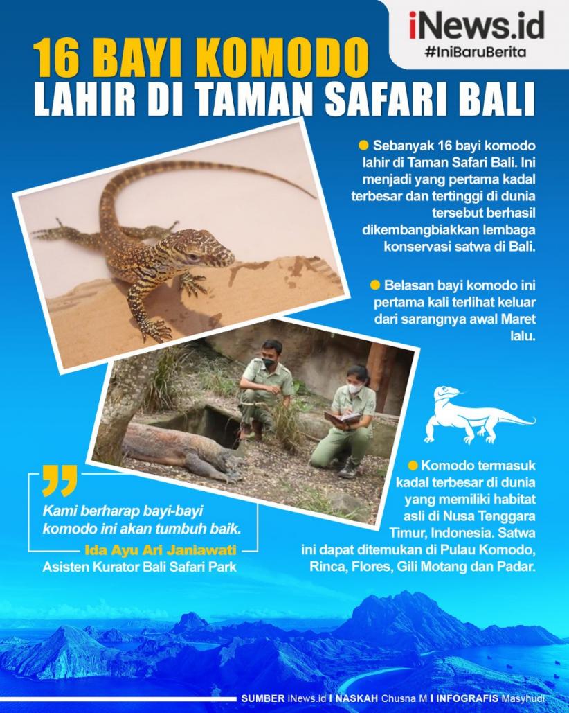 title Pertama Kalinya 16 Bayi Komodo Lahir di Taman Safari Bali, Begini Penampakannya Pertama Kalinya 16 Bayi Komodo Lahir di Taman Safari Bali, Begini Penampakannya