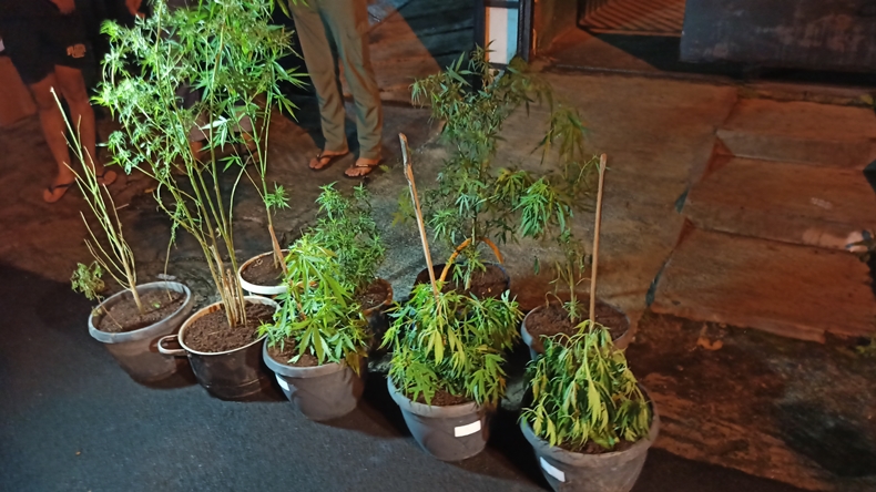Gerebek Rumah di Sukabumi, Polisi Temukan Ganja Ditanam di Pot