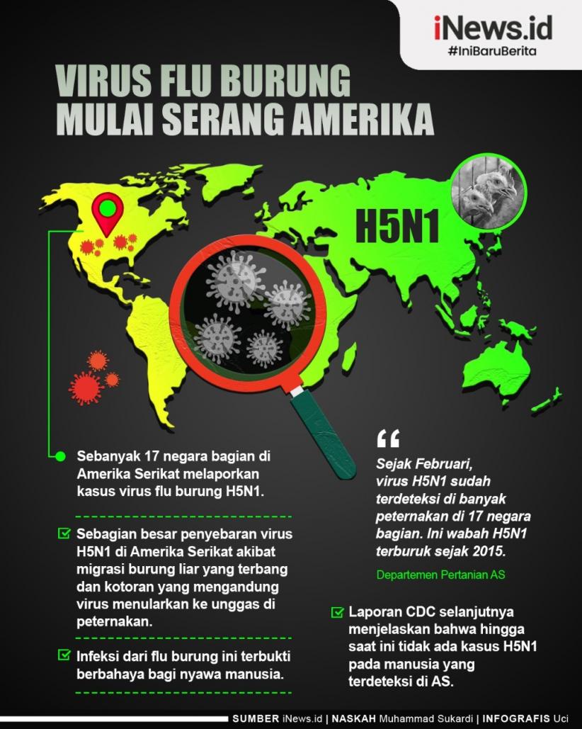 Infografis Waspada Virus Flu Burung Mulai Serang Amerika