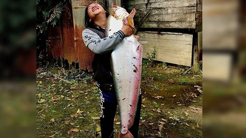 Mantap! Mancing di Sungai Kahayan, Pria Ini Dapat Ikan Lais Jumbo seberat 14 Kg