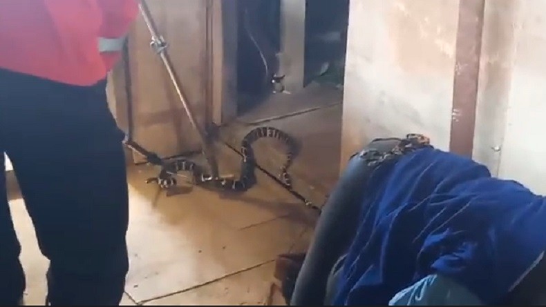 Menegangkan Evakuasi Ular Weling di Rumah Warga, Petugas : Berbisa Sangat Berbahaya