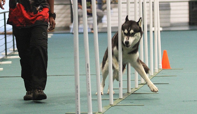 Lucunya Puluhan Anjing Ikuti Lomba Ketangkasan Melewati 16 Rintangan - Bagian 3