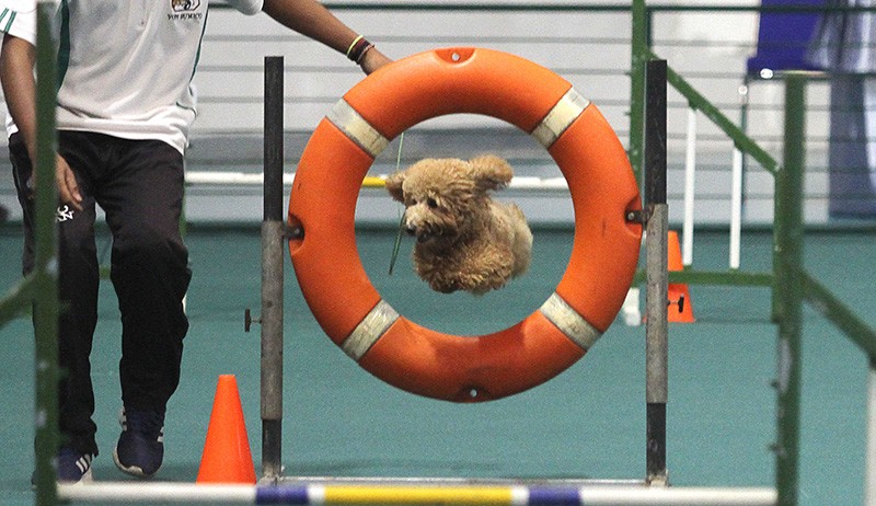 Lucunya Puluhan Anjing Ikuti Lomba Ketangkasan Melewati 16 Rintangan - Bagian 2