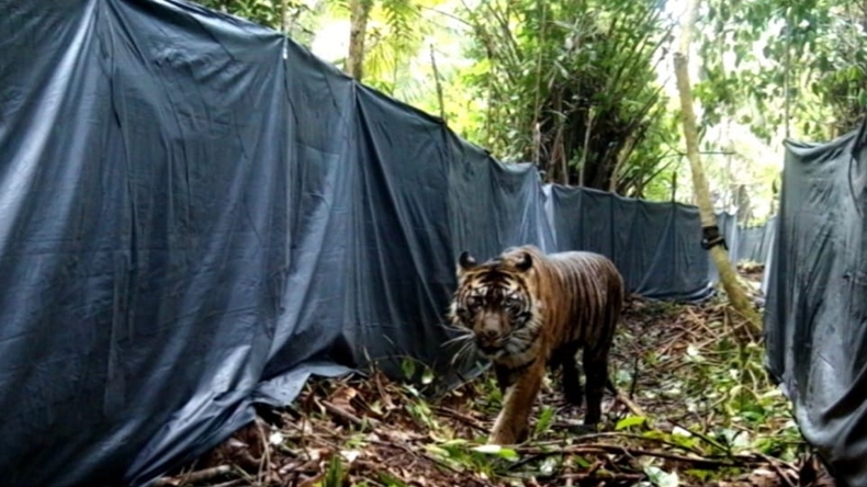 Harimau yang Serang Remaja hingga Tewas di Riau Dilepas
