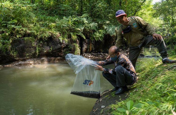 Jaga Kelestarian Lingkungan, UGM-PT STP Tebar Benih Ikan Sidat di Sungai Boyong