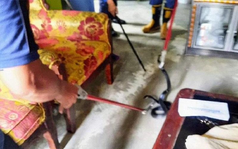 title Induk dan 3 Anakan Ular Kobra Sembunyi di Dapur, Pemilik Rumah Kaget Induk dan 3 Anakan Ular Kobra Sembunyi di Dapur, Pemilik Rumah Kaget