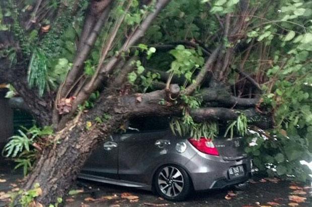  Sleman Diterjang Hujan Angin, Pohon Tumbang Timpa Rumah, Kendaraan hingga Warga