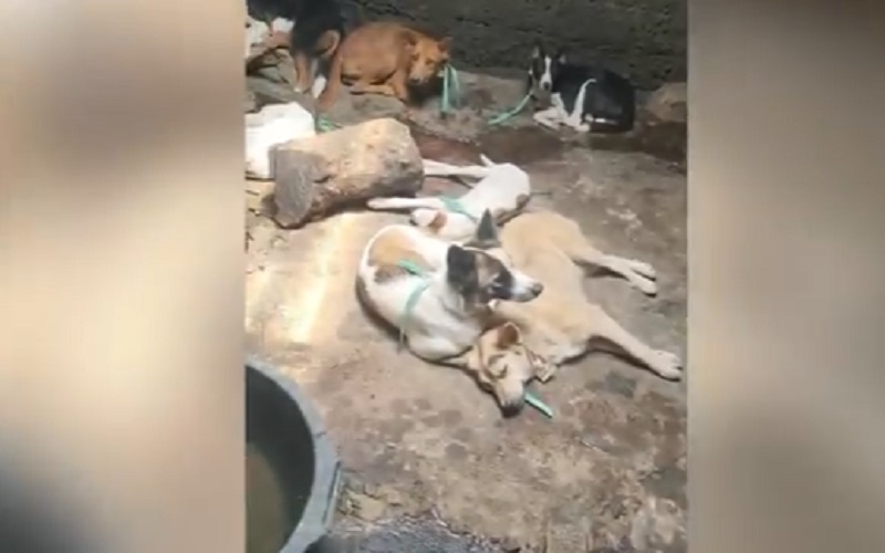 title Tempat Jagal Anjing di Blitar Digerebek, Ada 34 Ekor Dalam Kandang, 6 Disembelih Tempat Jagal Anjing di Blitar Digerebek, Ada 34 Ekor Dalam Kandang, 6 Disembelih