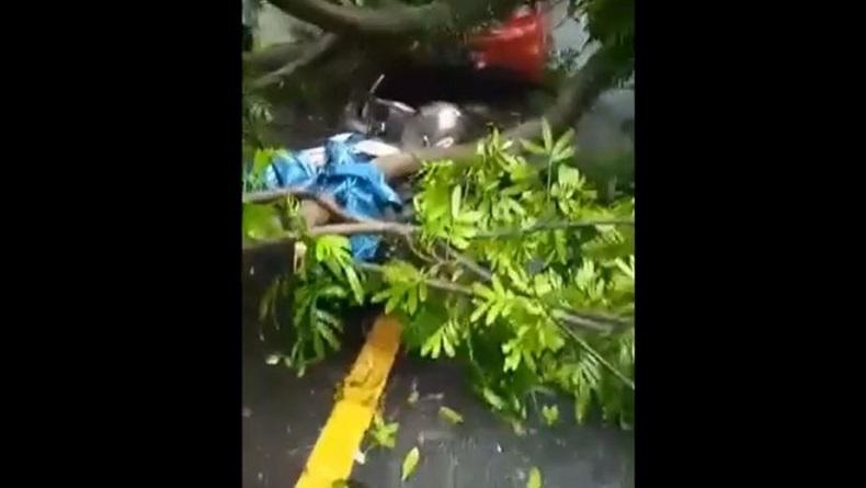 Pohon Tumbang Timpa Mobil dan Motor di Temanggung, 2 Orang Luka