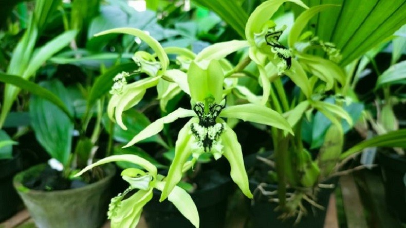 Tanaman Endemik Khas Balikpapan