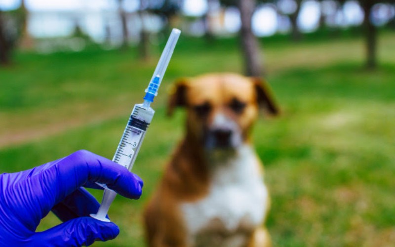 Hewan Peliharaan di Palembang Akan Dipasang Chip dan Vaksin Rabies