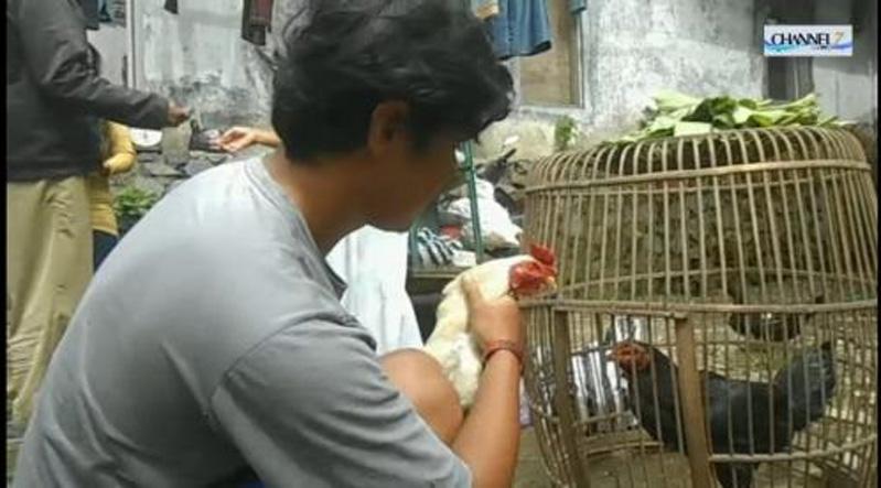 title Unik, Ayam Jago Putih di Banjarnegara Ini Bersuara Memanggil Pak Jokowi Unik, Ayam Jago Putih di Banjarnegara Ini Bersuara Memanggil Pak Jokowi
